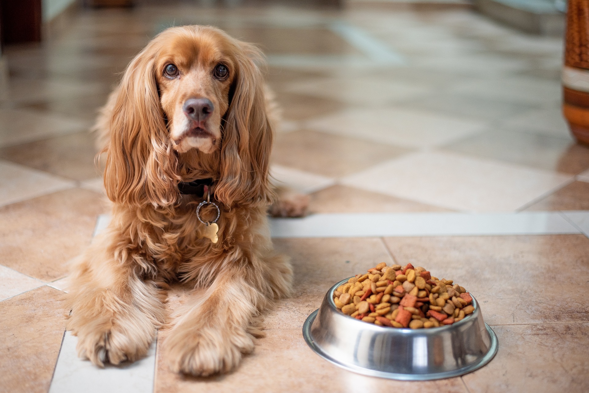 StepbyStep Guide How to Transition Dog Food Successfully